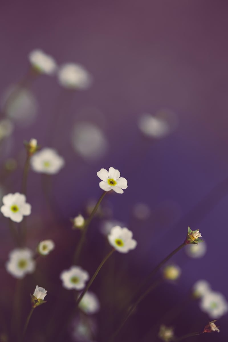 Floral Design